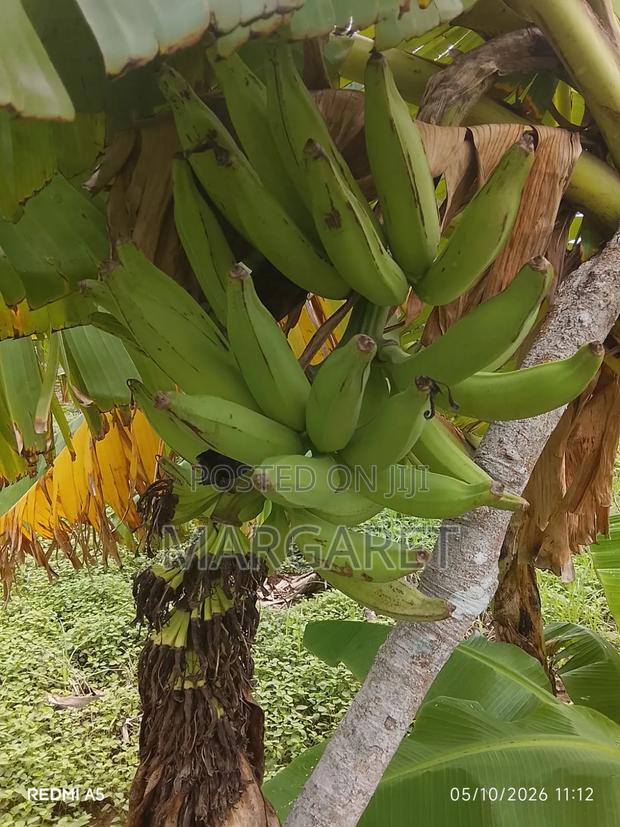 Fresh Fruits - thumbnail 4