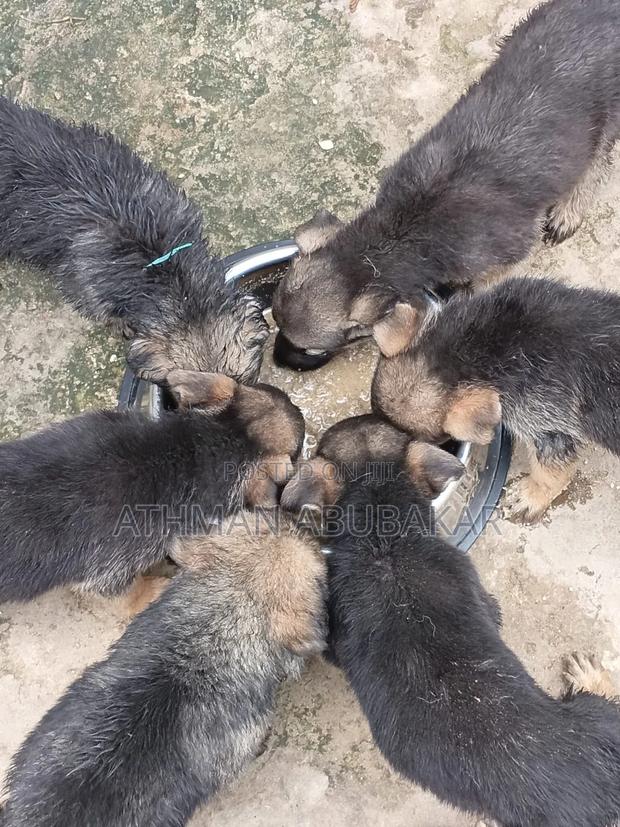 1-3 months Female Purebred German Shepherd