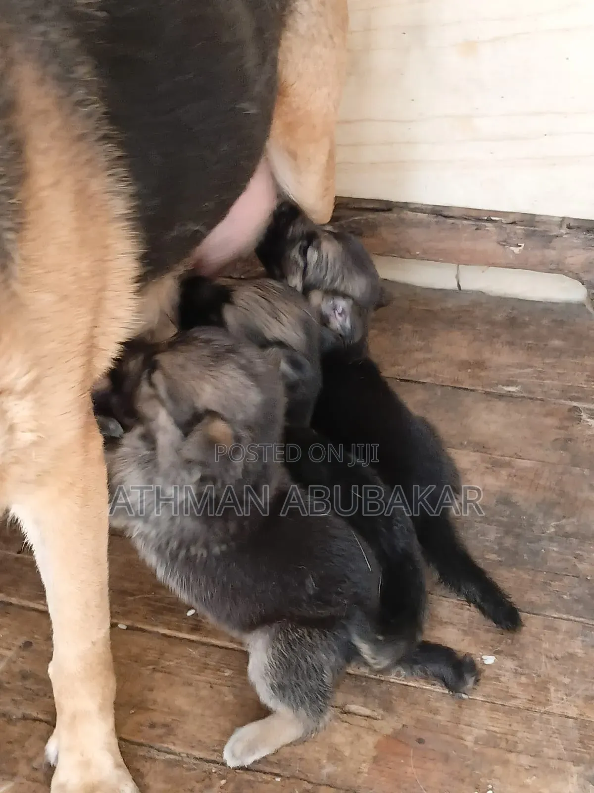 1-3 months Female Purebred German Shepherd