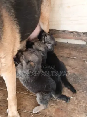 1-3 months Female Purebred German Shepherd