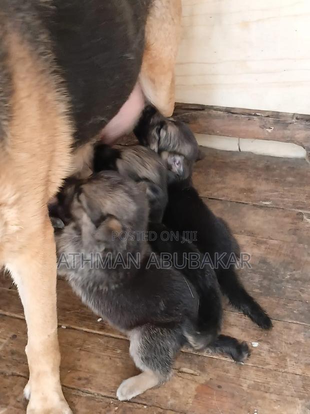 1-3 months Female Purebred German Shepherd - thumbnail 2