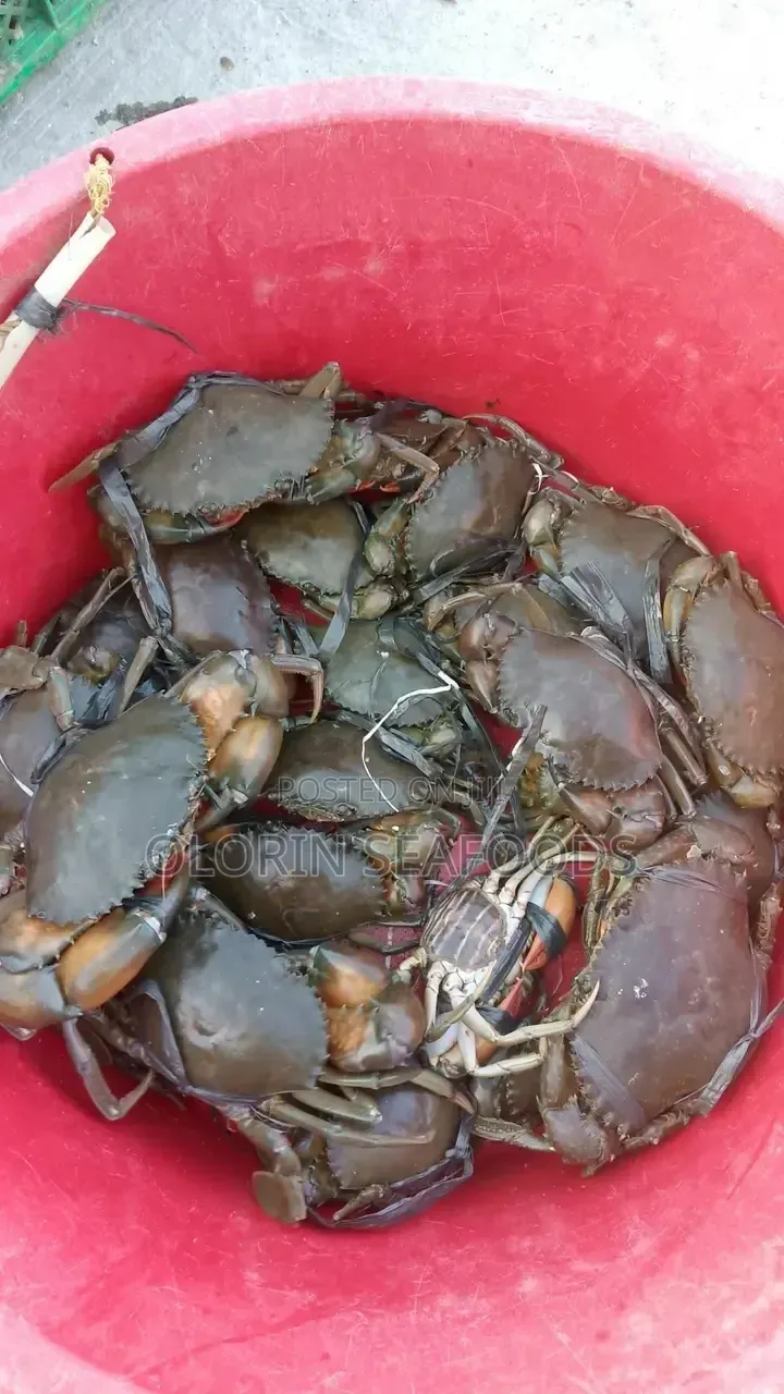 Crabs for Sale