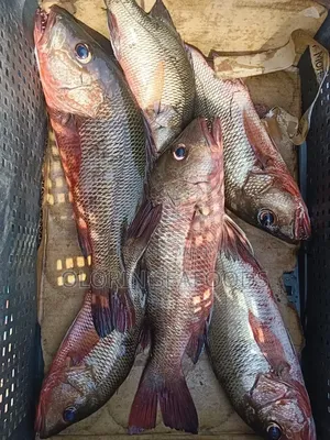 Red Snapper for Sale Fresh