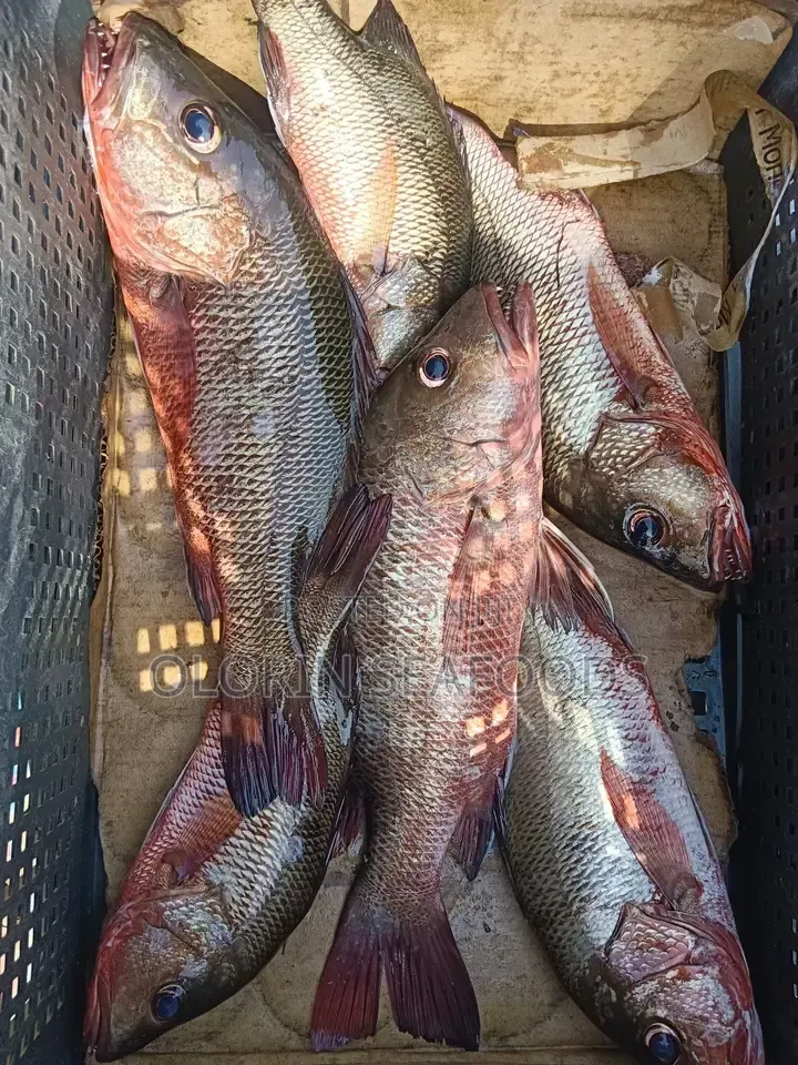 Red Snapper for Sale Fresh