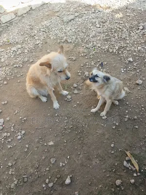 1+ year Male Mixed Breed German Shepherd