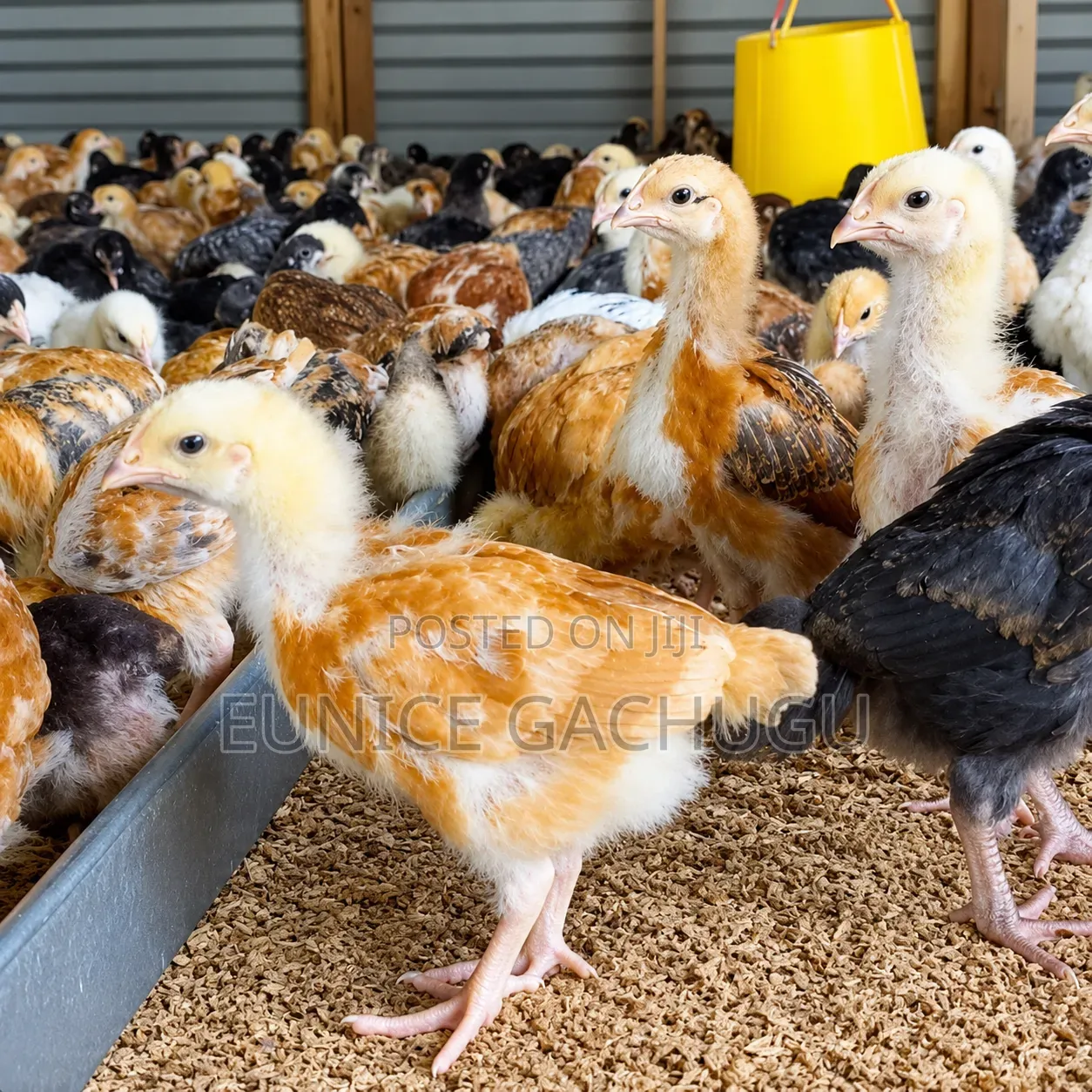 Broad Ventures Farm