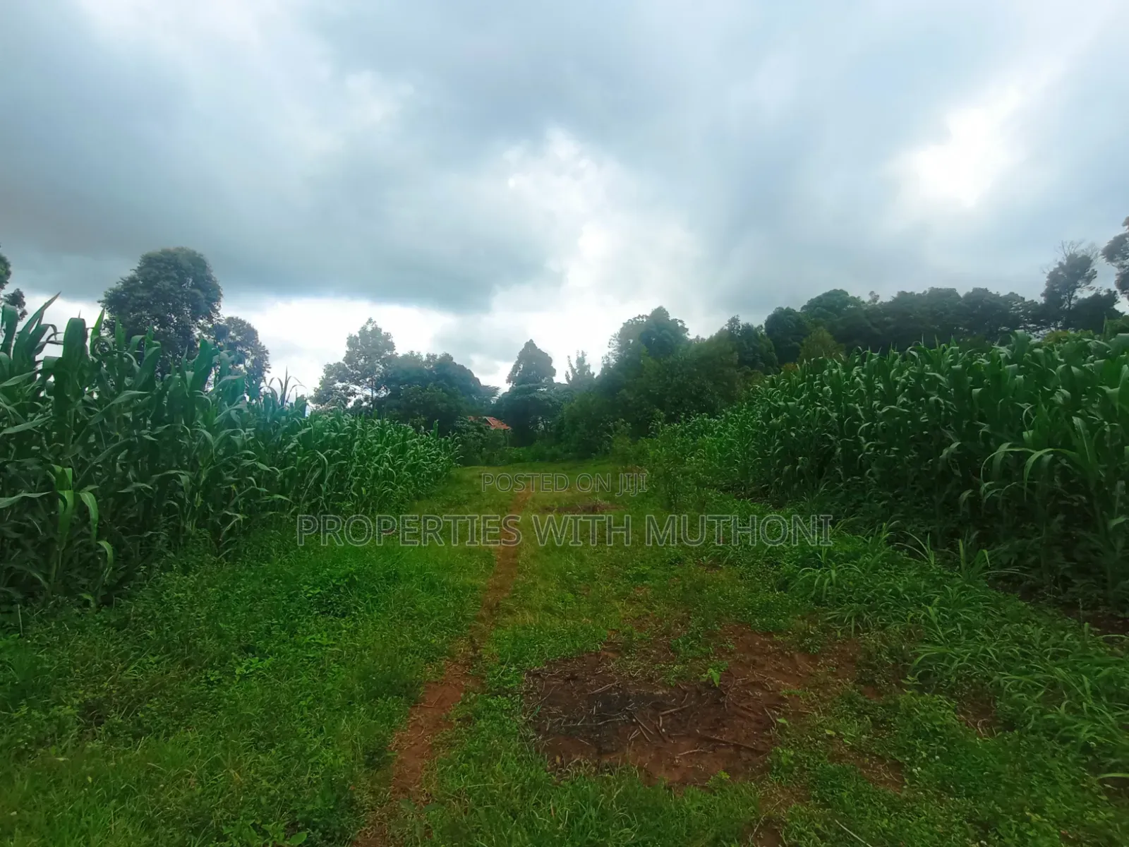 1/4 Acre Plots for Sale in Gikambura, Kikuyu