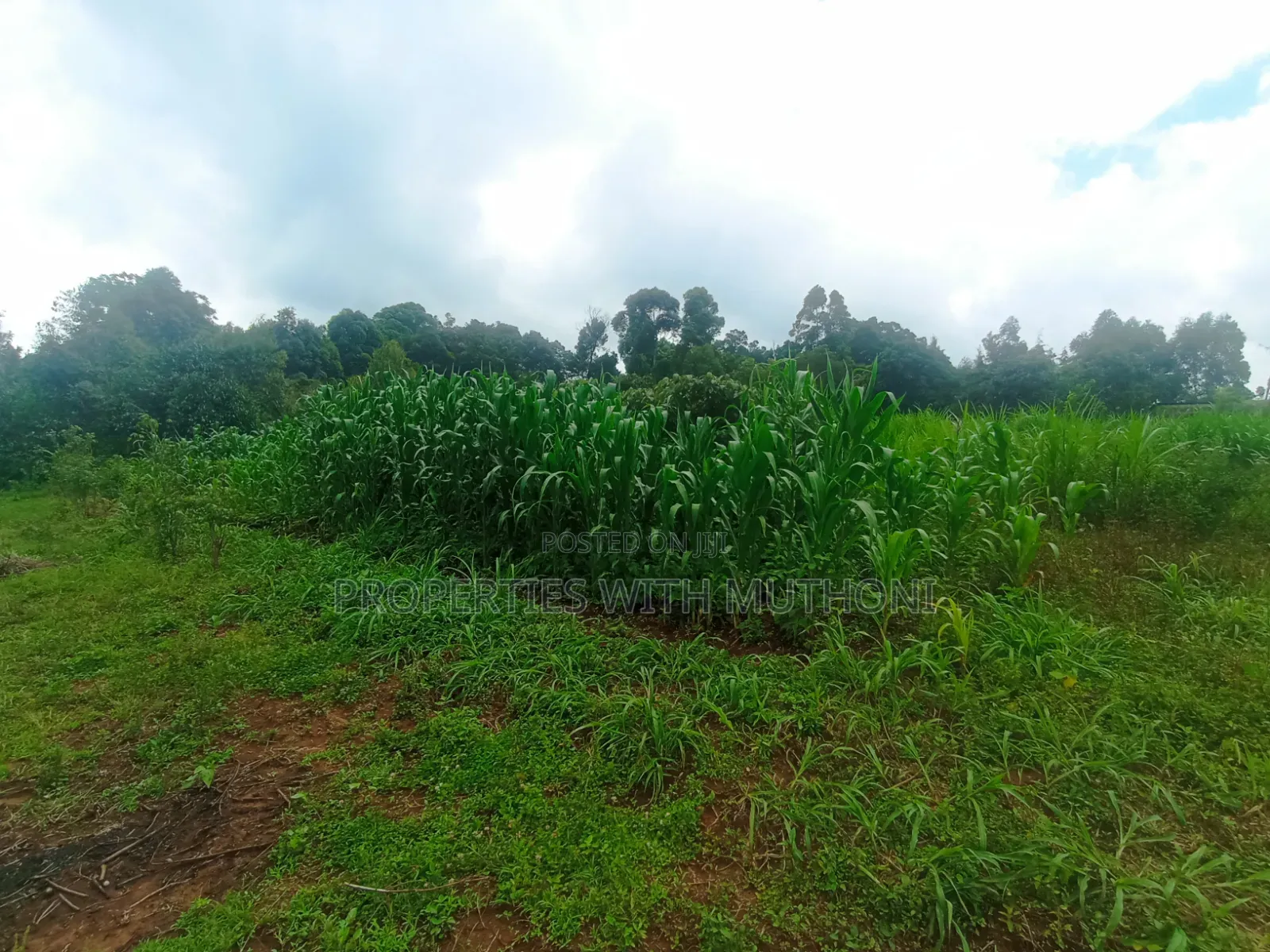 1/4 Acre Plots for Sale in Gikambura, Kikuyu