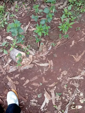50×100 Plot for Sale in Gikambura, Kikuyu.