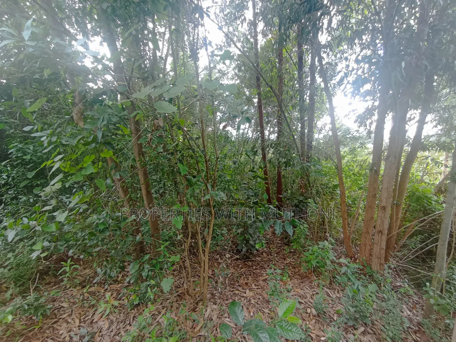50×100 Plot for Sale in Gikambura, Kikuyu.