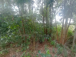 50×100 Plot for Sale in Gikambura, Kikuyu.