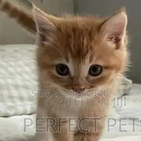 3-6 months Male Mixed Breed Tabby - thumbnail 2