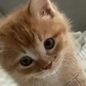 3-6 months Male Mixed Breed Tabby