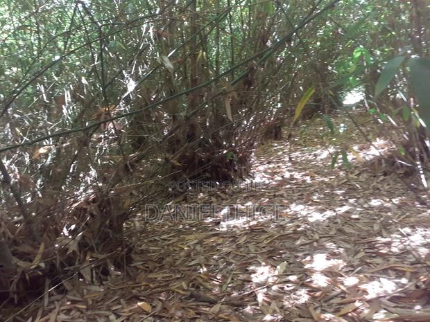 Mature Asper Bamboo Poles on Sale in Nyeri