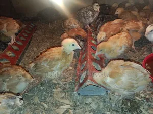 Improved Kieyenji Chick's