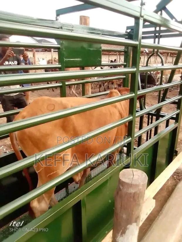 Cattle Weighing Scale - main view