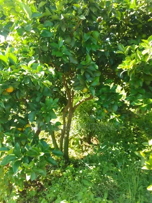 5 Acre Farm at Wamunyu Machakos County Selling at 16m