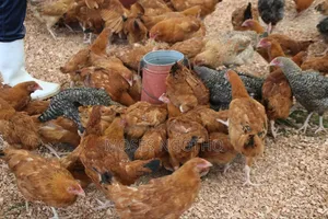 Iimproved Kienyeji Chicken