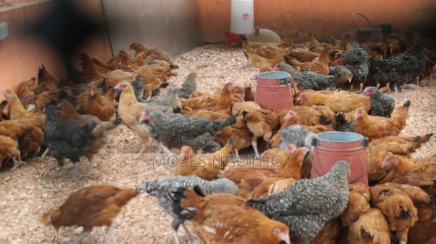 Iimproved Kienyeji Chicken - thumbnail 2
