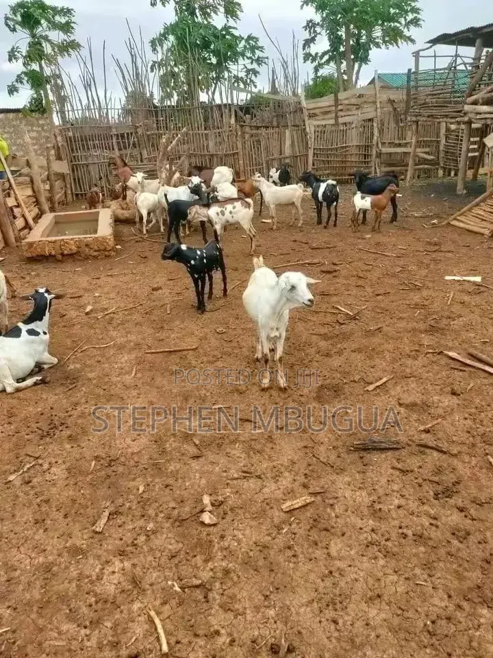 30 Farming Acres in Malindi-Ksh4.5million(Per Block)7blocks Available