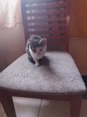3-6 months Male Mixed Breed Maine Coon