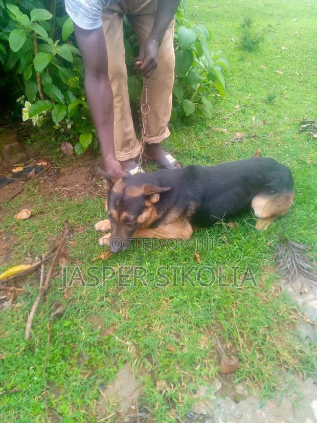 6-12 months Male Purebred German Shepherd