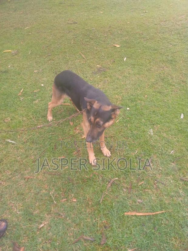 6-12 months Male Purebred German Shepherd - thumbnail 2
