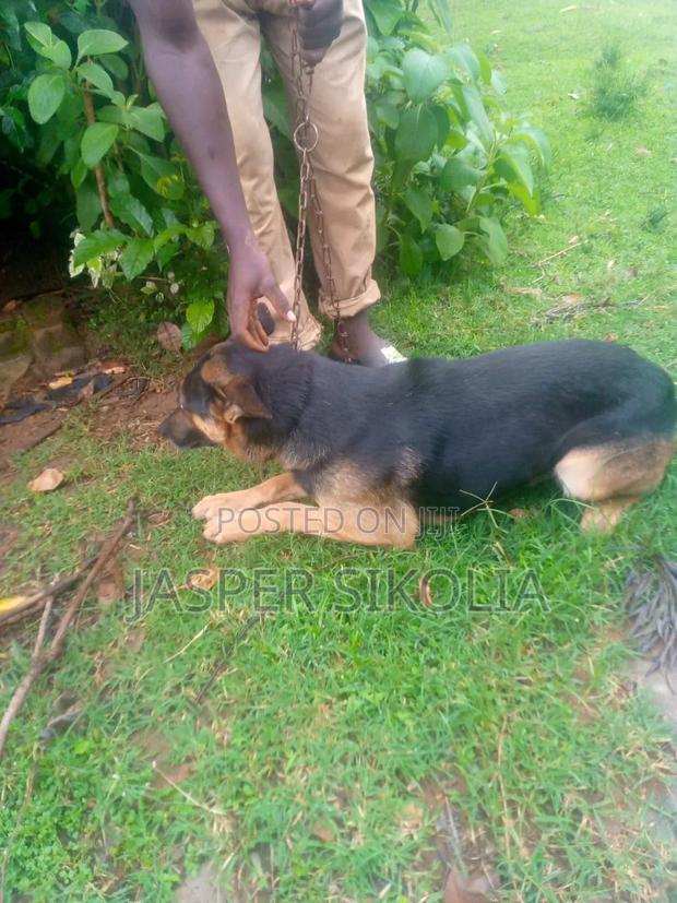 6-12 months Male Purebred German Shepherd - thumbnail 3