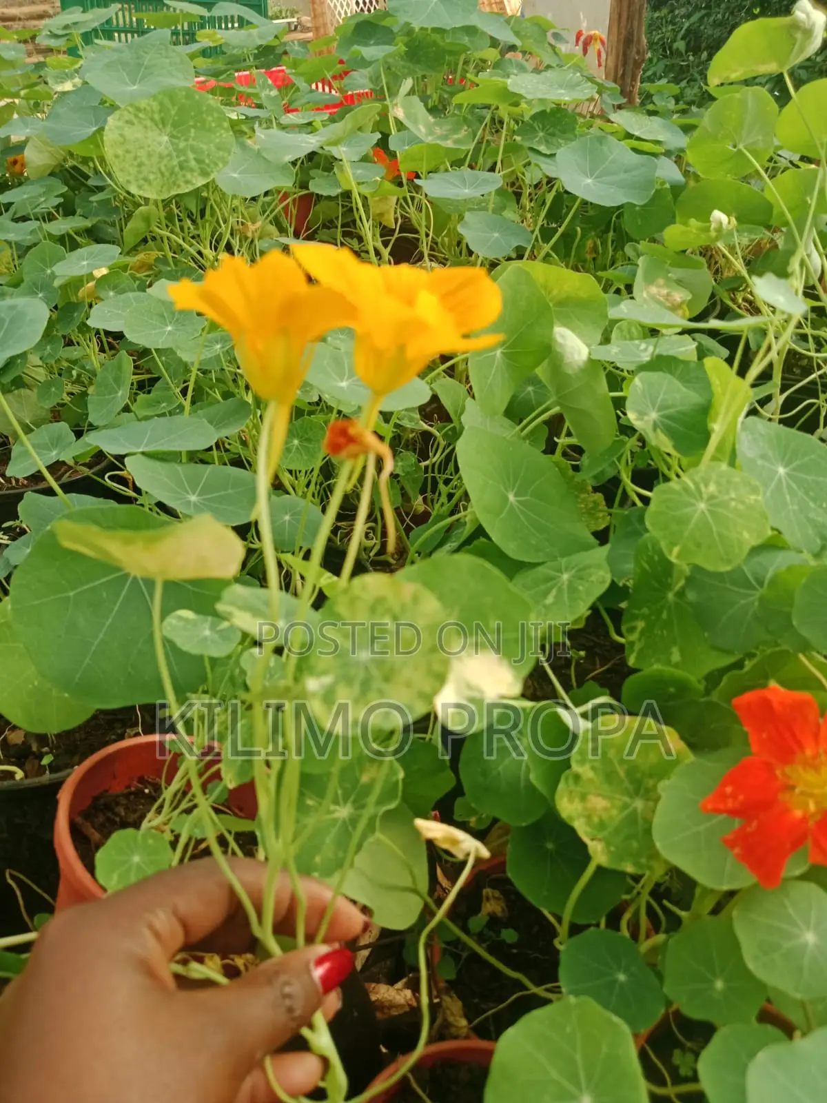 Nasturtium Seedling