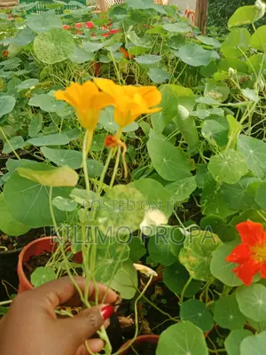 Nasturtium Seedling