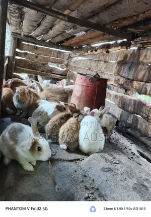Rabbit Sungura