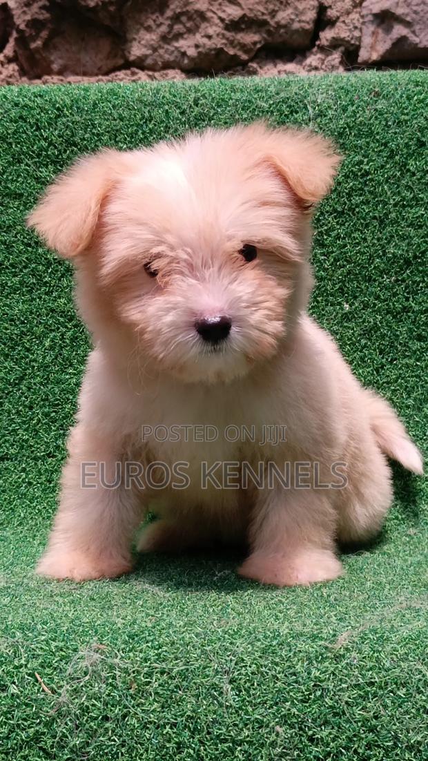 1-3 months Female Purebred Havanese - thumbnail 2