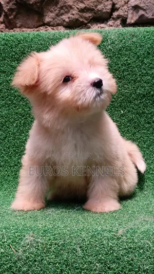 1-3 months Female Purebred Havanese