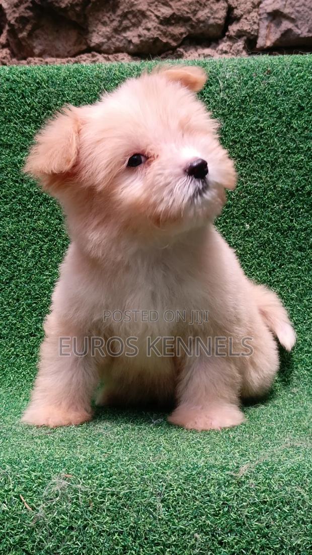 1-3 months Female Purebred Havanese - thumbnail 3