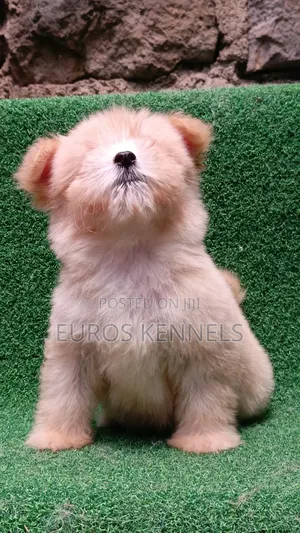 1-3 months Female Purebred Havanese