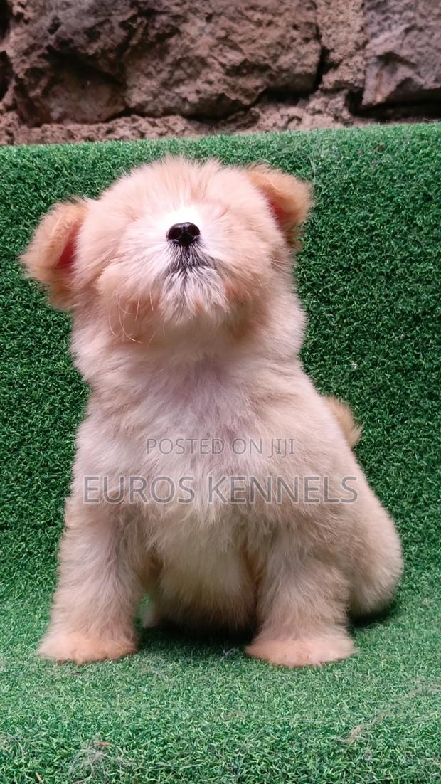 1-3 months Female Purebred Havanese - thumbnail 4