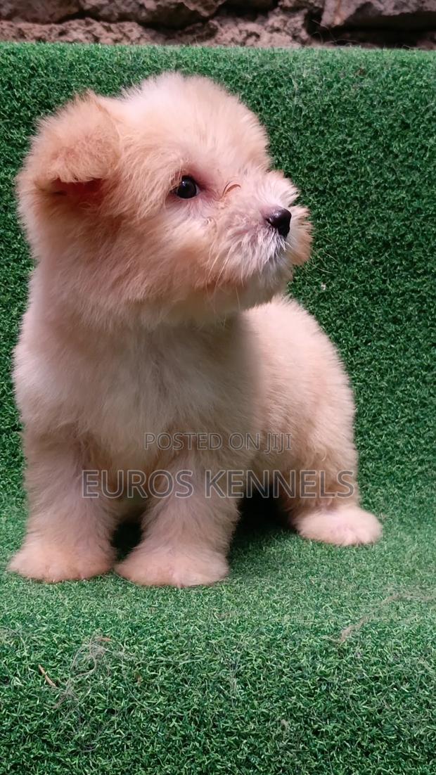 1-3 months Female Purebred Havanese - thumbnail 5