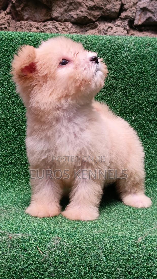 1-3 months Female Purebred Havanese - thumbnail 6