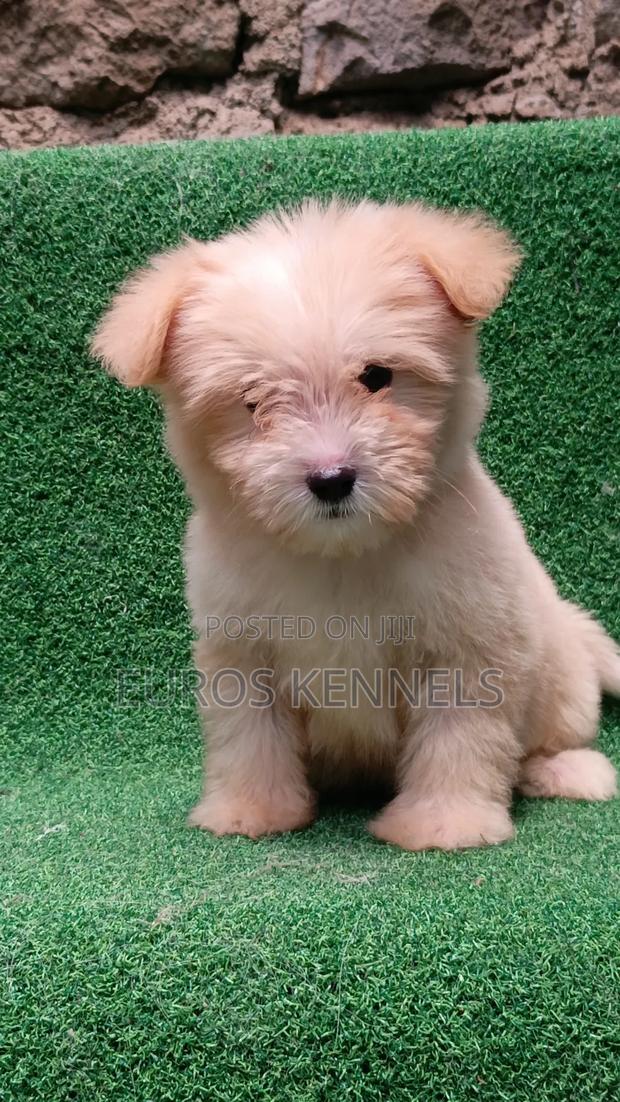 1-3 months Female Purebred Havanese - thumbnail 7