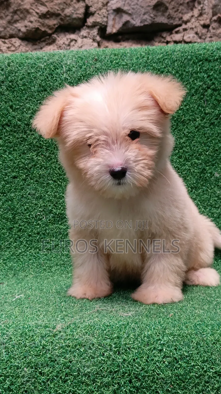 1-3 months Female Purebred Havanese