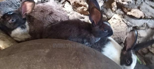 Firm Animal - thumbnail 2