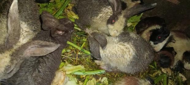 Firm Animal - thumbnail 7