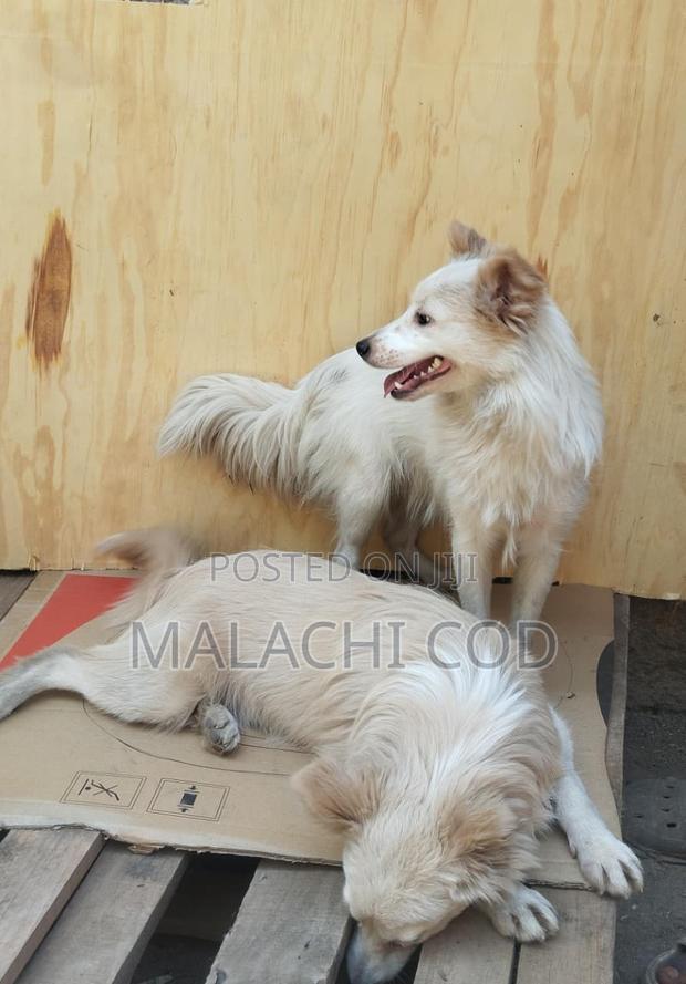 1+ year Male Purebred Japanese Spitz