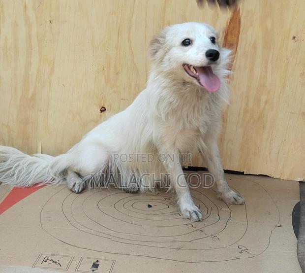 1+ year Male Purebred Japanese Spitz - thumbnail 2