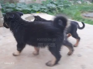 1-3 months Female Mixed Breed German Shepherd