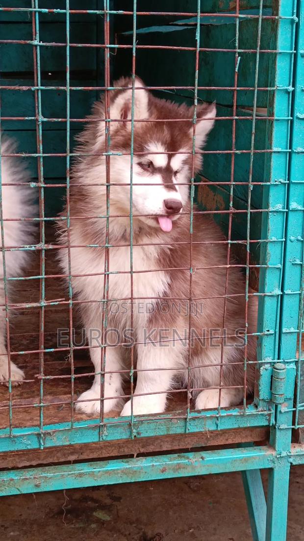 1-3 months Female Purebred Siberian Husky