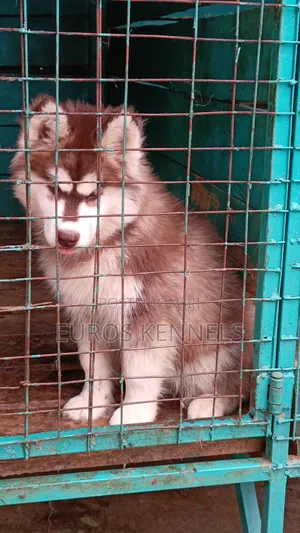 1-3 months Female Purebred Siberian Husky