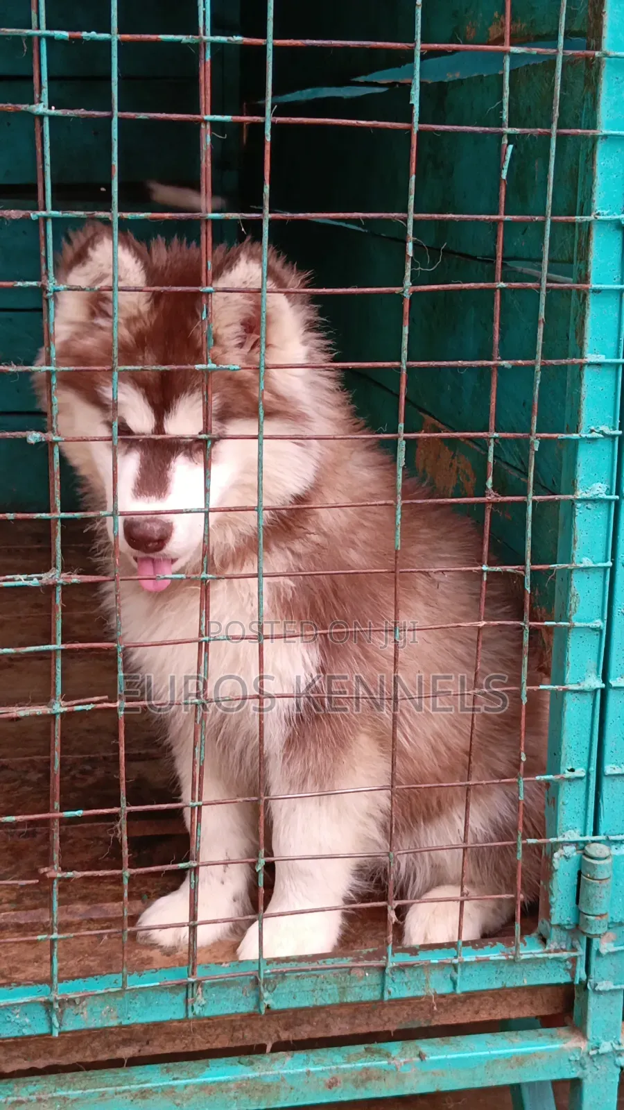 1-3 months Female Purebred Siberian Husky