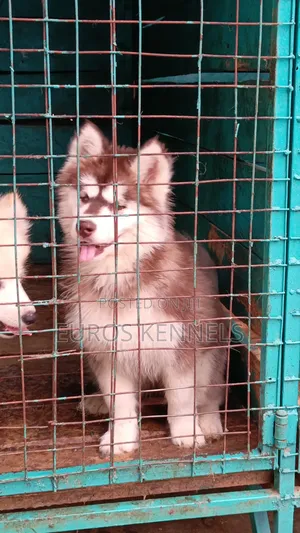 1-3 months Female Purebred Siberian Husky