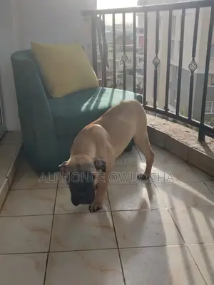 6-12 months Male Purebred Boerboel
